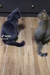 Cats #funnyanimals #funnycats#