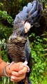 Cokato#black coktail#black cokato,parrots #talking parrots
