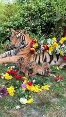 Tiger with children tiger ssss