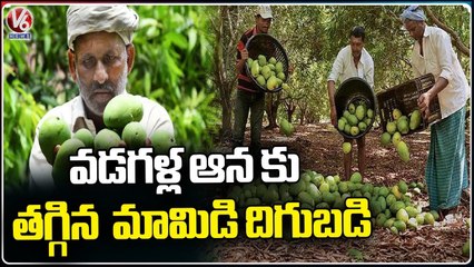 Less Product Of Mango Crop Due To Unseasonal Rains | Sangareddy | V6 News