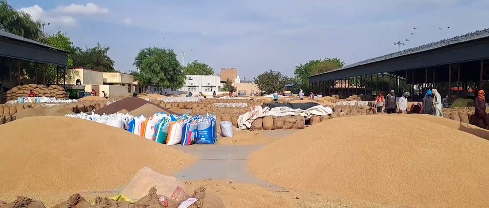 कृषि जिन्सों की नहीं हुई खरीद-फरोख्त