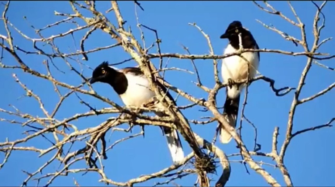 original Sounds  birds video Funny animals video