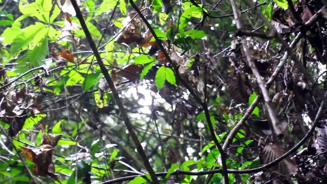 Cooking Rice Noodle Soup Recipe - cook traditional rice noodle delicious Soup- Khmer Culture
