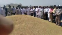 Government procurement of wheat started, magazine campaign appreciated