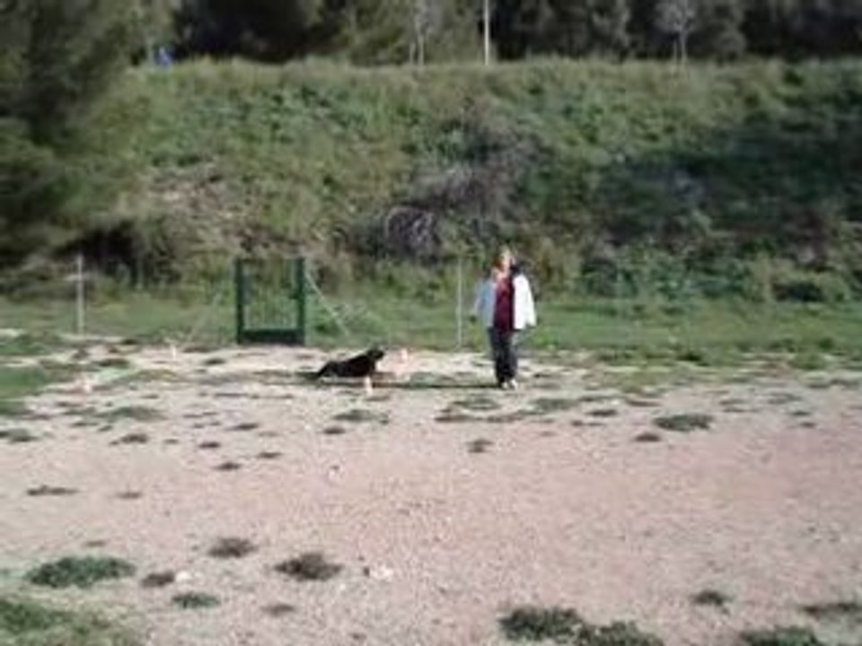 balto et le petit carré