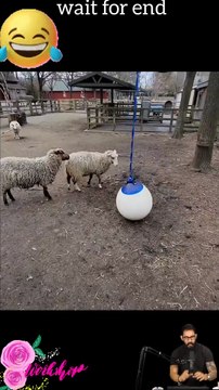 Tranding Videos-Tranding Shorts-Tranding songs #tranding #trandingshorts #shorts #viral #001 21-4-23 (1)