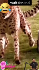 Tranding Videos-Tranding Shorts-Tranding songs #tranding #trandingshorts #shorts #viral #001 21-4-23 (2)
