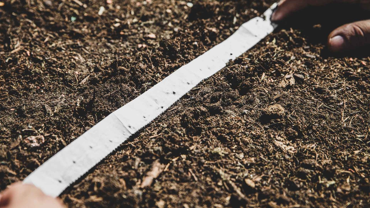 Saatbänder selber herstellen: So leicht geht's