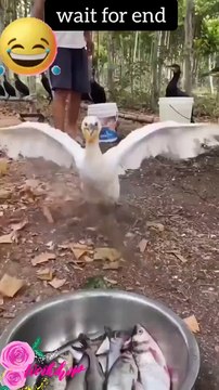 Tranding shorts on youtube-Tranding shorts video- tranding shorts channel#tranding #viral #shorts 21 (2)