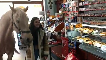 Luigi, il video del cavallo che fa colazione al bar