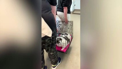 Jumbo cat goes viral after animal rescuers put it up for adoption