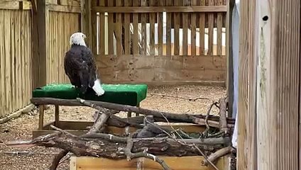 pai águia e filho adotivo