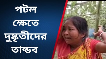 রাতের অন্ধকারে পটল ক্ষেতে দুষ্কৃতীদের তান্ডব