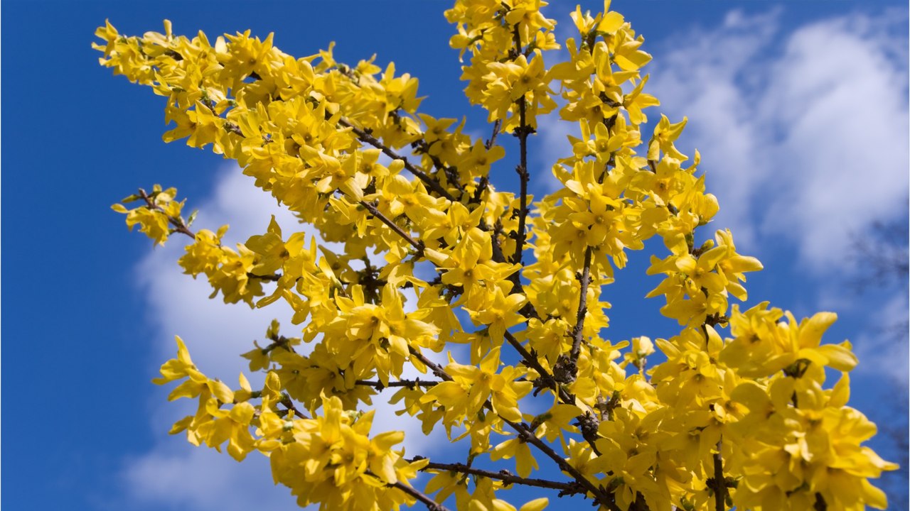 Forsythien im Frühling nach ihrer Blüte zurückschneiden