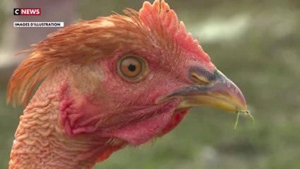 L'ARS recommande de ne pas consommer d'oeufs domestiques