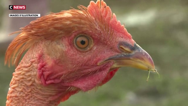 L'ARS recommande de ne pas consommer d'oeufs domestiques