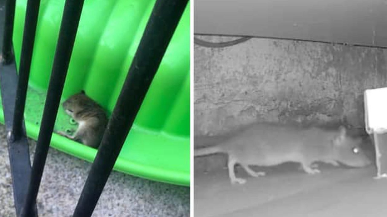 Leeds headlines 21 April: Rats as big as cats bothering Burley - video ...