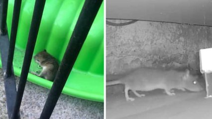 Leeds headlines 21 April: Rats as big as cats bothering Burley