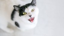 Katze miaut nachts: Das steckt hinter dem nächtlichen Katzenjammer