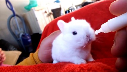 Video herunterladen: Rabbits babies cute | Baby Bunny Rabbits Binky - CUTEST Compilation| baby rabbits | Pets rabbits | cute compilations | Animals | Pets  |Cute babies