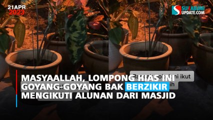 MasyaAllah, Lompong Hias ini Goyang-goyang bak Berzikir Mengikuti Alunan dari Masjid