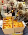Monkeys are so smart to eat and drink