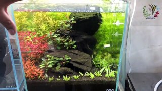 Best Freshwater Fish || Planted Aquarium Fish || Aquarium Fish in Planted Aquarium || Fish Aquarium