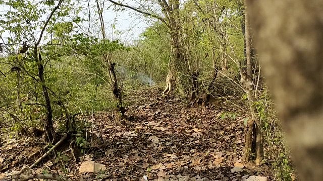 नक्सलियों की साजिश हुई नाकाम, सर्चिंग के दौरान जवानों को मिला IED बम, देखें Video