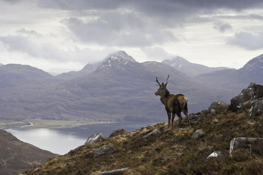 Eco Cabins in the Scottish Highlands