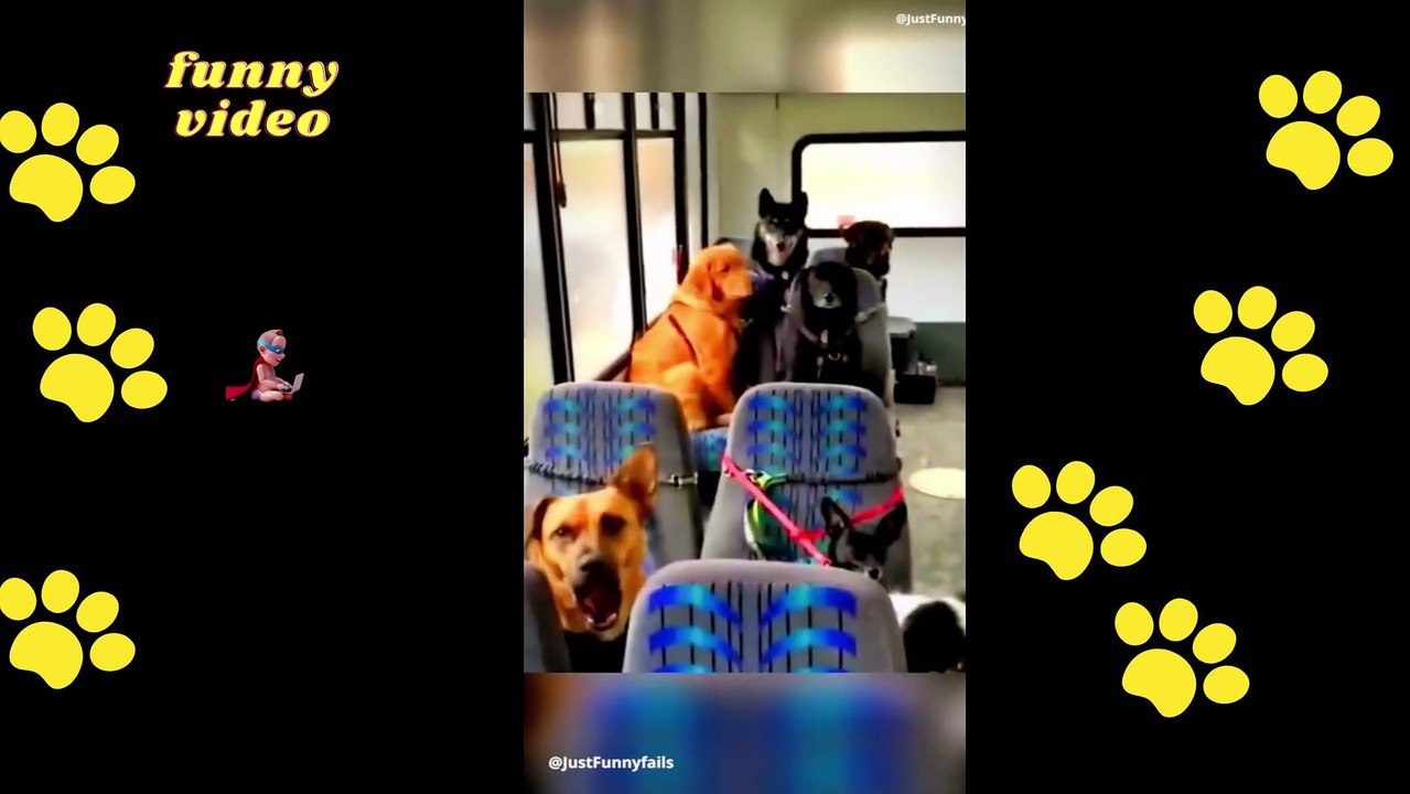FUNNY DOGS PART 005