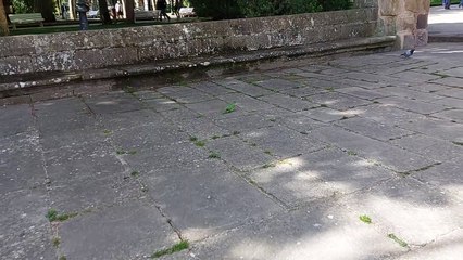 Vídeo de la cotorra de la Dehesa en Soria