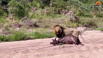 Lion Drags Entire Buffalo Across River