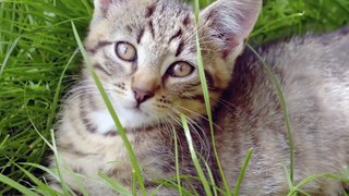 Cats playing | Cats Meowing | funny Cats | funny cats videos | funny dogs | Funny Top Animals