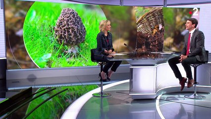 France 2 présente ses excuses aux téléspectateurs après une grave erreur dans le "13 Heures"