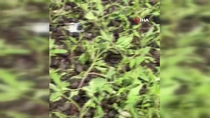 Siirt'te şiddetli rüzgar seralara zarar verdi