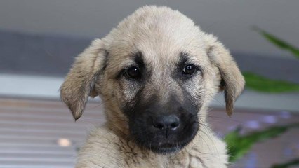 Deprem bölgesinde bulunup 'Proteo' adı verilen köpek, TBB'nin yeni bekçisi