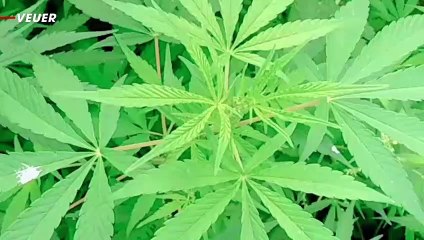 Bipartisan Lawmakers Push For Cannabis Reform