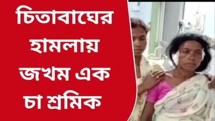 চা বাগানে চিতাবাঘের আক্রমণে জখম একজন চা-শ্রমিক