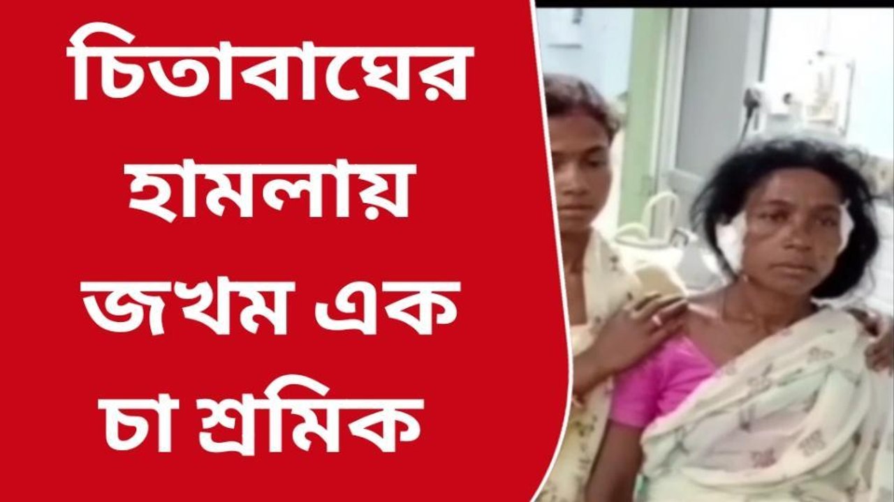 চা বাগানে চিতাবাঘের আক্রমণে জখম একজন চা-শ্রমিক