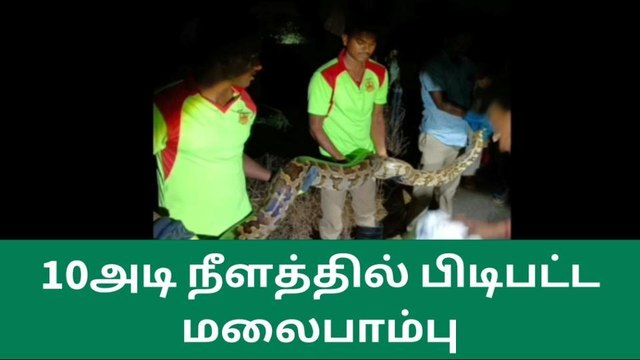 திருச்சி: தீயணைப்புத் துறையினர் பிடித்த 10 அடி நீளம் கொண்ட மலைப்பாம்பு!