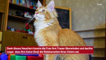 Frau reicht Scheidung ein, nachdem Ehemann Katze im Tierheim abgab