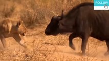 Lion vs Buffalo Battle is not never | Buffalo Too Angry Destroy The Strongest Lion in African