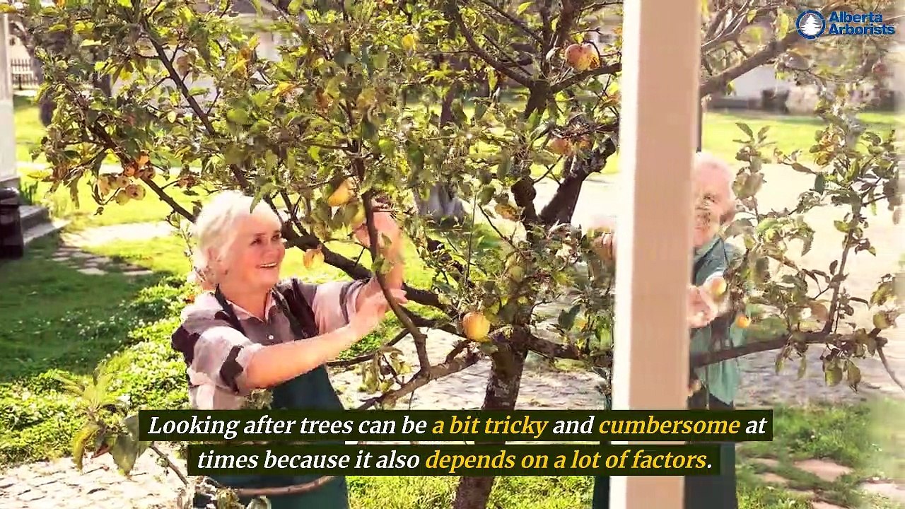 What Are the Benefits of Carrying Out a Tree Assessment