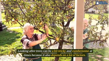 What Are the Benefits of Carrying Out a Tree Assessment
