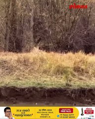 कॅमेऱ्याला पोज देणारा ताडोबाच्या अस्वल आणि बिबट्या-