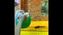 Funniest Cats And Dogs Videos  - Best Funny Animal Videos 2023