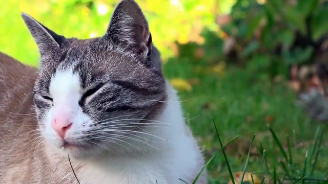Música Relajante para Gatos Música para Relajar y Dormir Gatos y Gatitos Bebés Inquietos