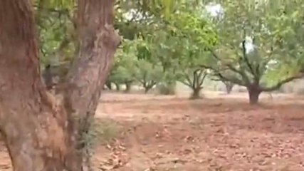 కల్వకుర్తి: భారీ ఈదురు గాలులు.. తీవ్ర నష్టాల్లో మామిడి రైతులు