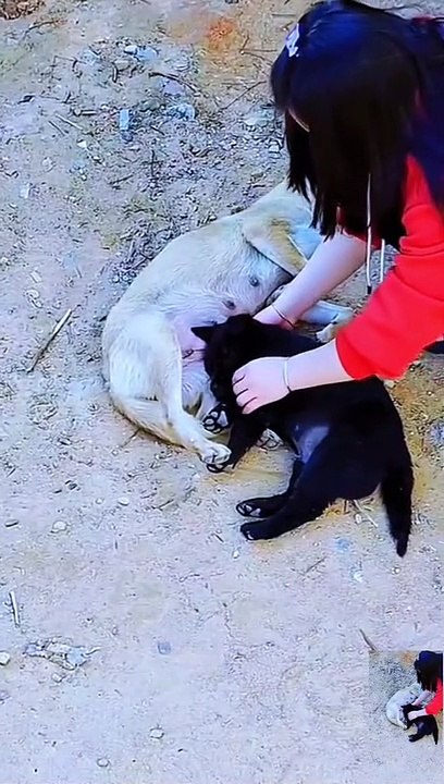 Funny video