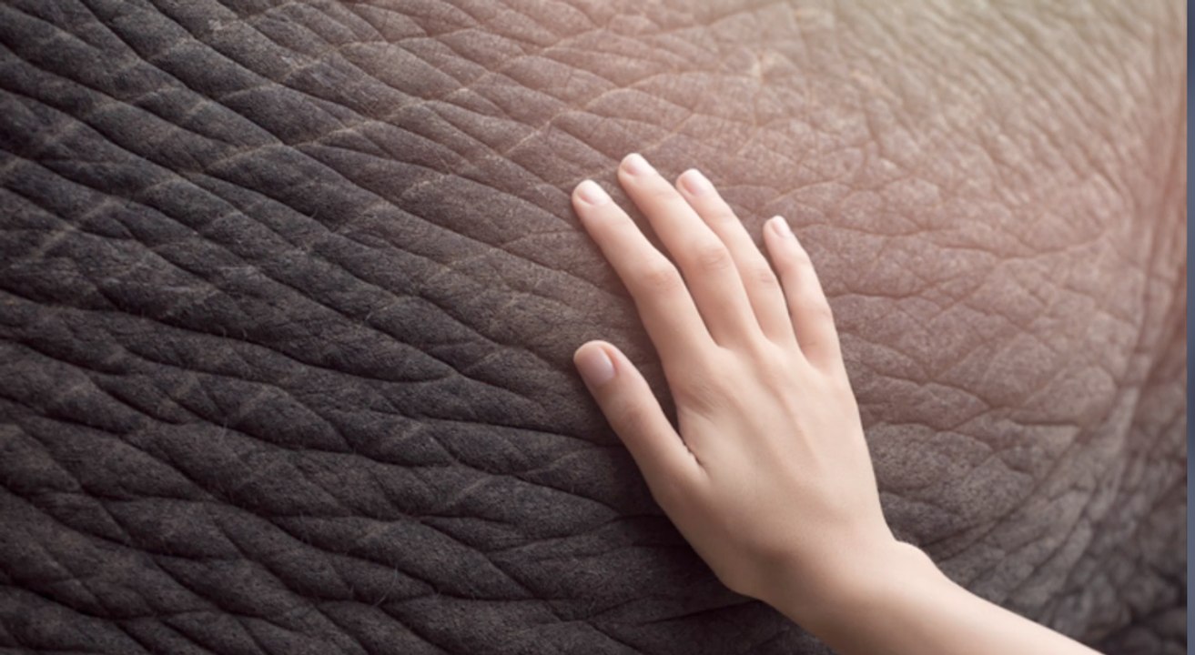 So überraschend lang sind elefanten schwanger!